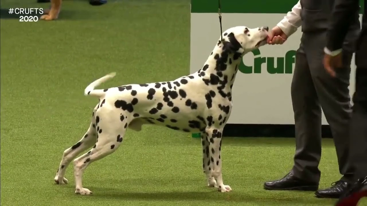 Best of Breed, Utility Group|DALMATIAN|