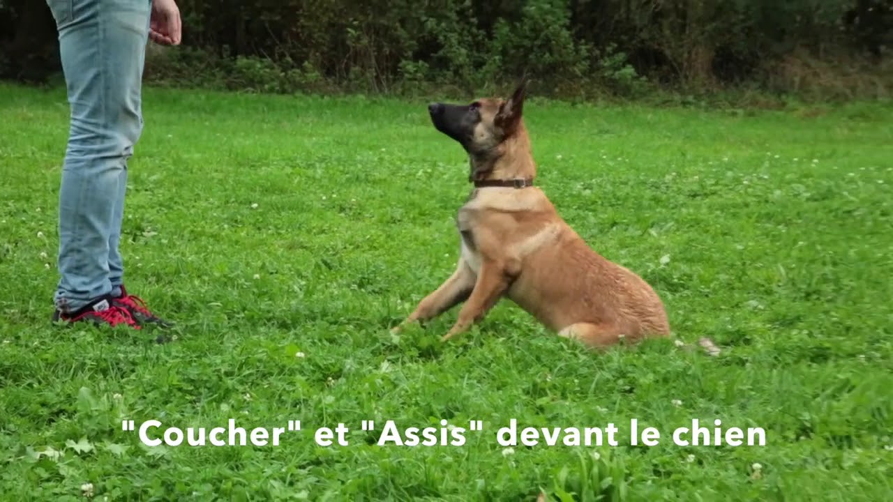 Dressage des chiots   les ordres de base de l'&eacute;ducation canine