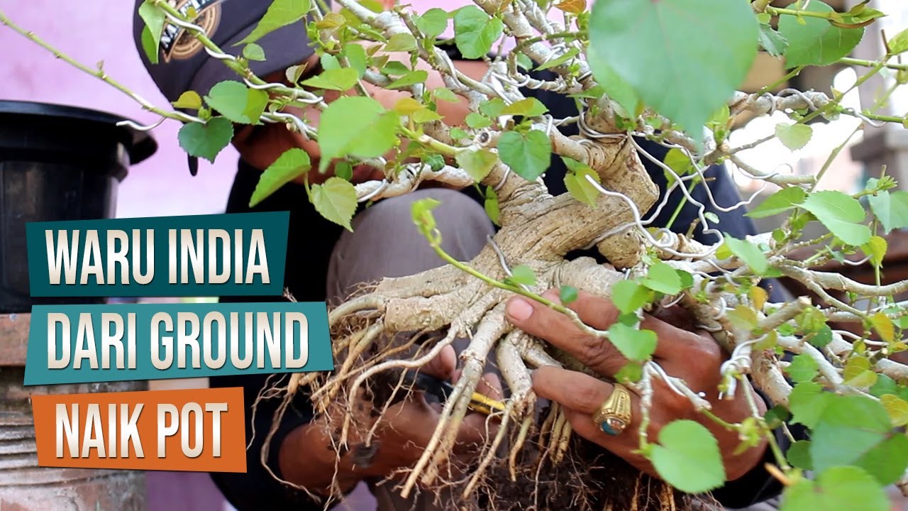 Bahan Bonsai Waru India Dari Ground Naik Pot Bersama Mas Taofiq