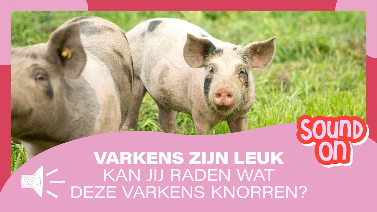 Varkens hebben hun eigen taal. Kan jij raden wat ze knorren?