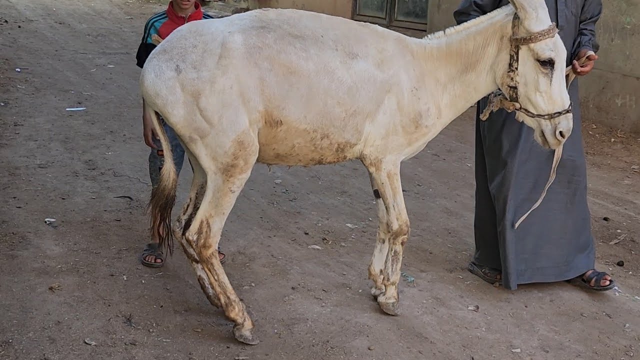 علاج عرج حمارة من الم شديد زلطه خرمت حافر حمارة مسكينه