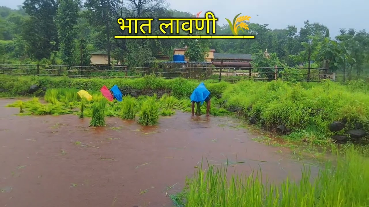 Bhat lavani 🌾 kokan khed❤️ @kokankar078 @kumbhad like 👍 coments ❤️ subscribe