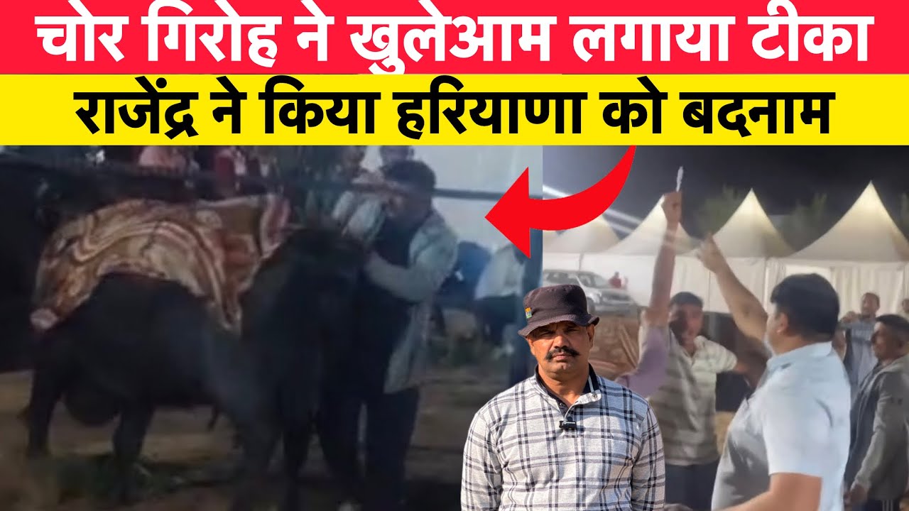 🤬राजस्थान पशु मेले में राजेंद्र ने किया हरियाणा को बदनाम |  चोर गिरोह ने खुलेआम लगाया टीका