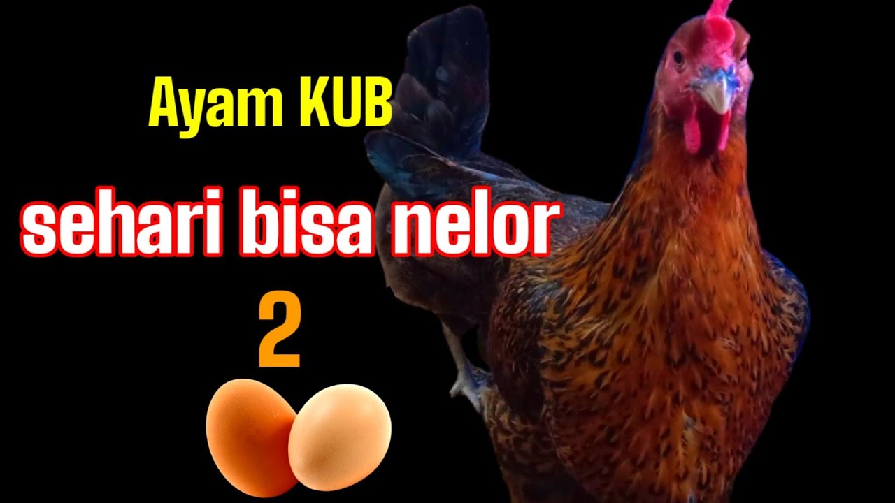 Daya telur KUB mengecewakan? #ternakayam #001 @KreatifTV