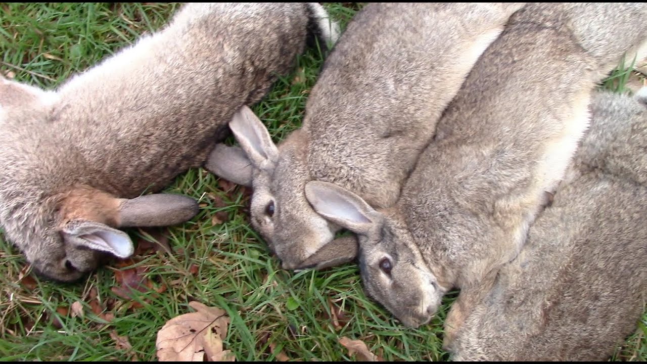Rabbit Hunting with NightHunterWhippets｜Ferreting UK｜Rabbit Pest Control