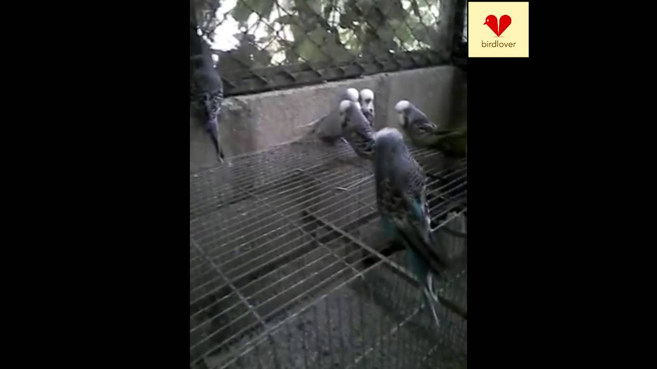 The best birds in the world, bird lovers