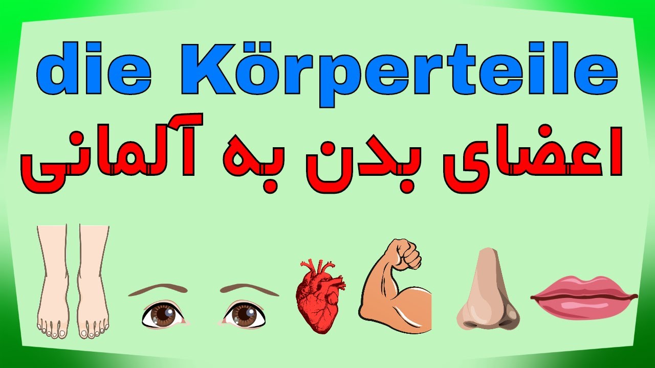 die Körperteile/ اعضای‌  بدن به آلمانی