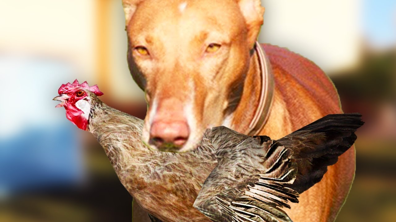 MY DOG ATTACKED MY CHICKEN! (Vlog)
