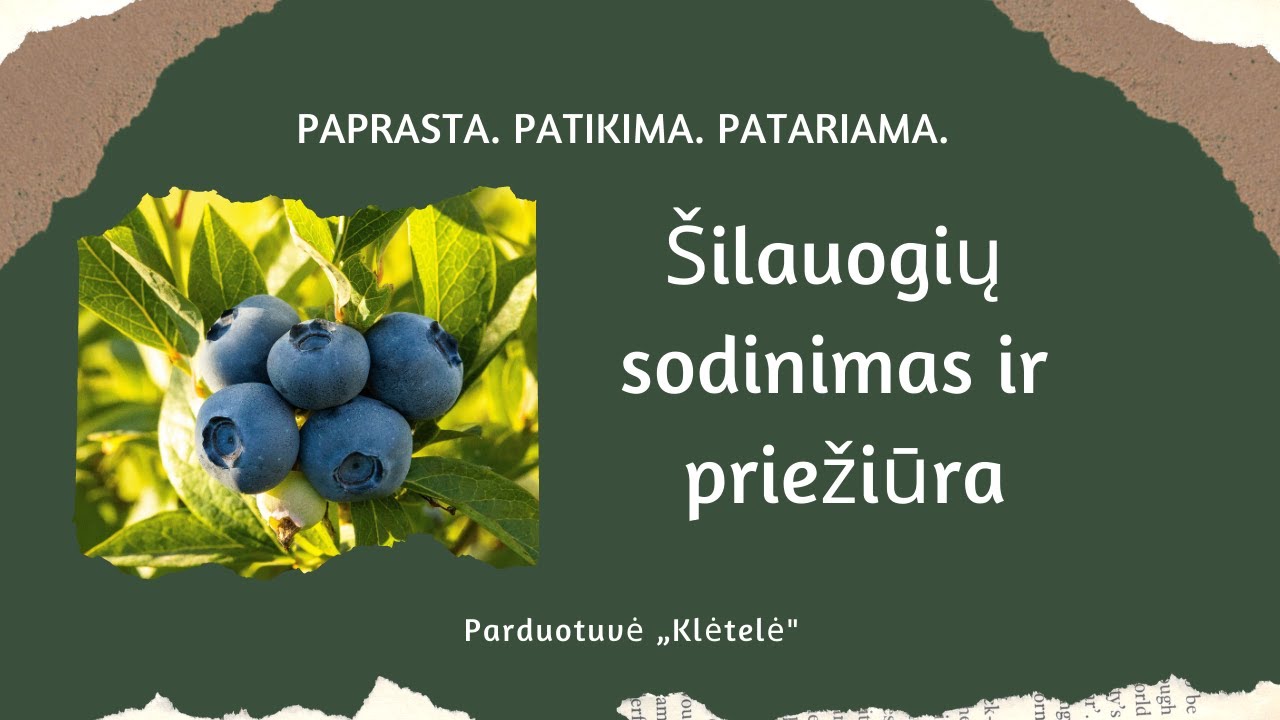 Naujų šilauogių sodinimas ir senesnių priežiūra. Kaip pasiruošti duobę šilauogei? Ar reikia tręšti?