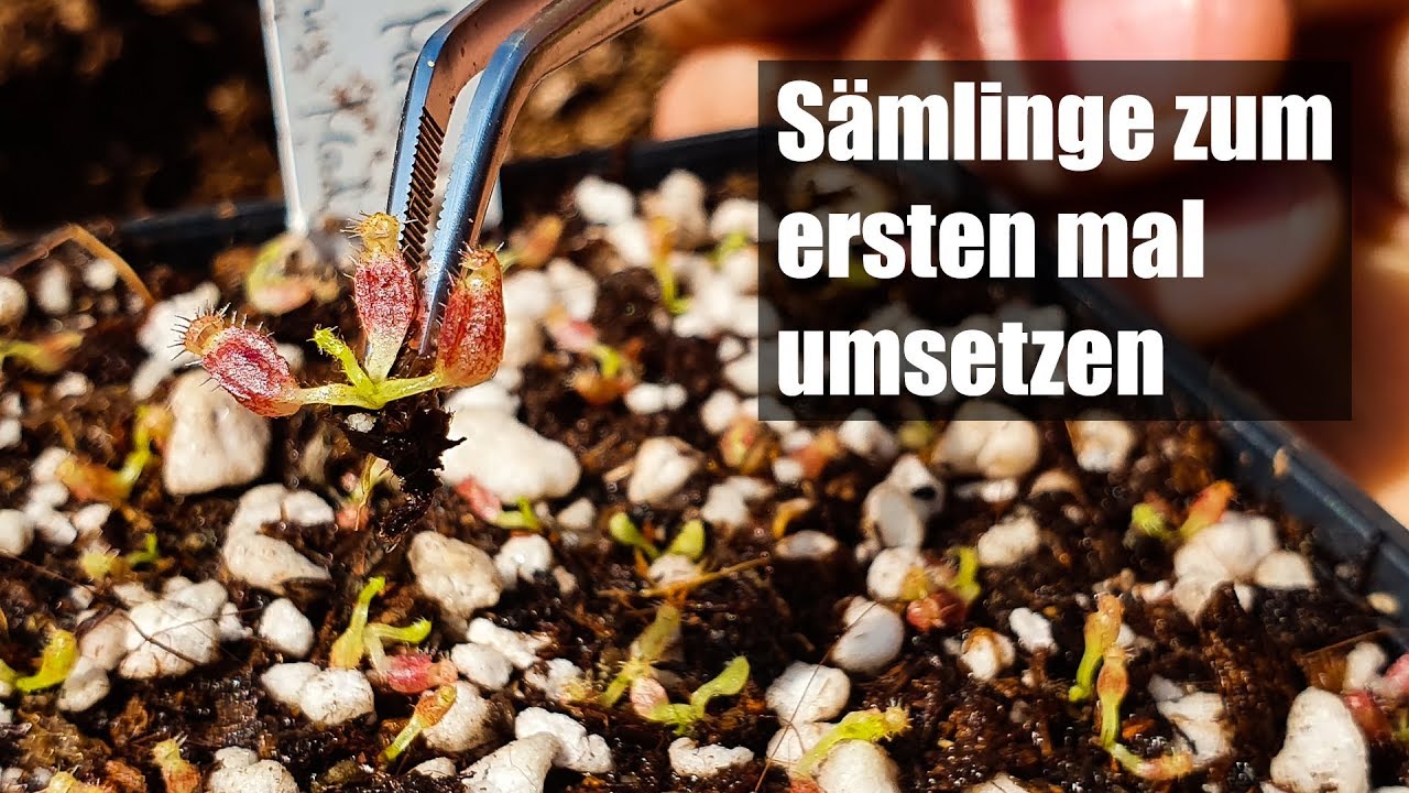 #53 Nepenthes Sämlinge pikieren, so einfach wird´s gemacht!