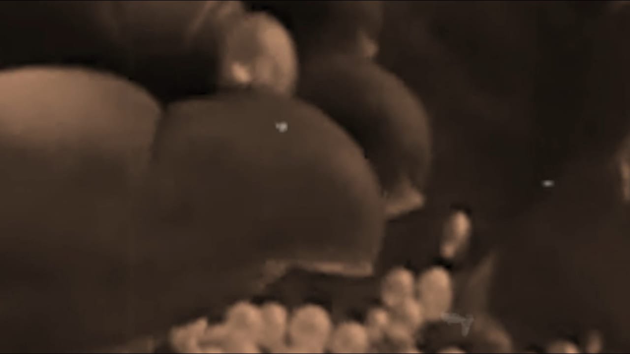 دلما جزيرة الؤلؤ