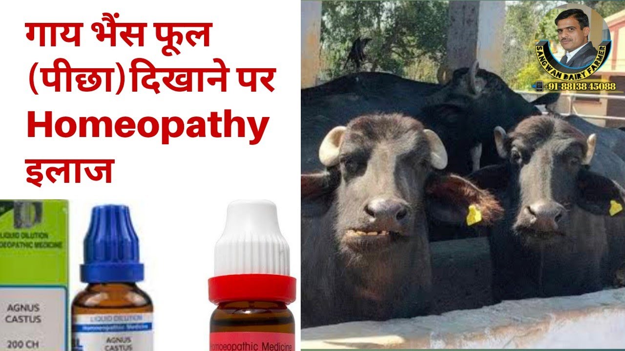 गाय भैंस पीछा फूल दिखाने पर Homeopathy ईलाज करें