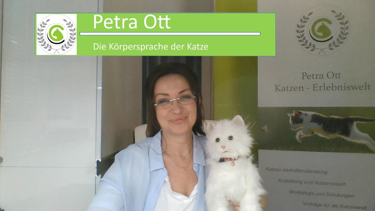Körpersprache der Katze/Wie kommuniziert sie und wie können wir mit ihnen sprechen