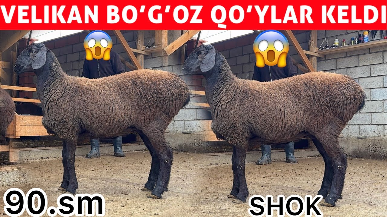 	SHOK! 90 SM VELIKAN BO‘G‘OZ QO‘YLAR KELDI 😱🐑