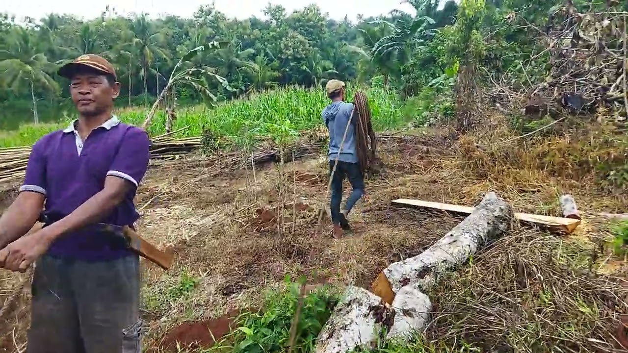 Nebang pohon salam sangat besar🤣🤣🤣