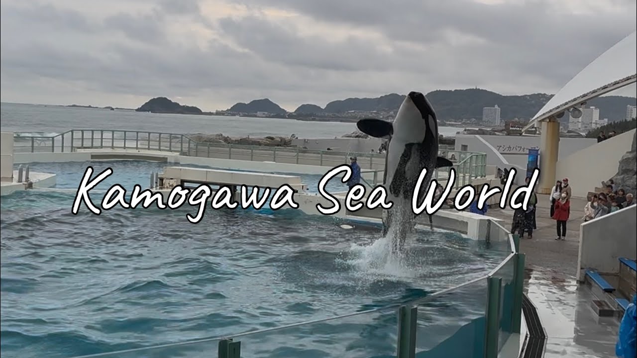 Kamogawa Sea World | 鴨川 | シャチ| Killer Whale