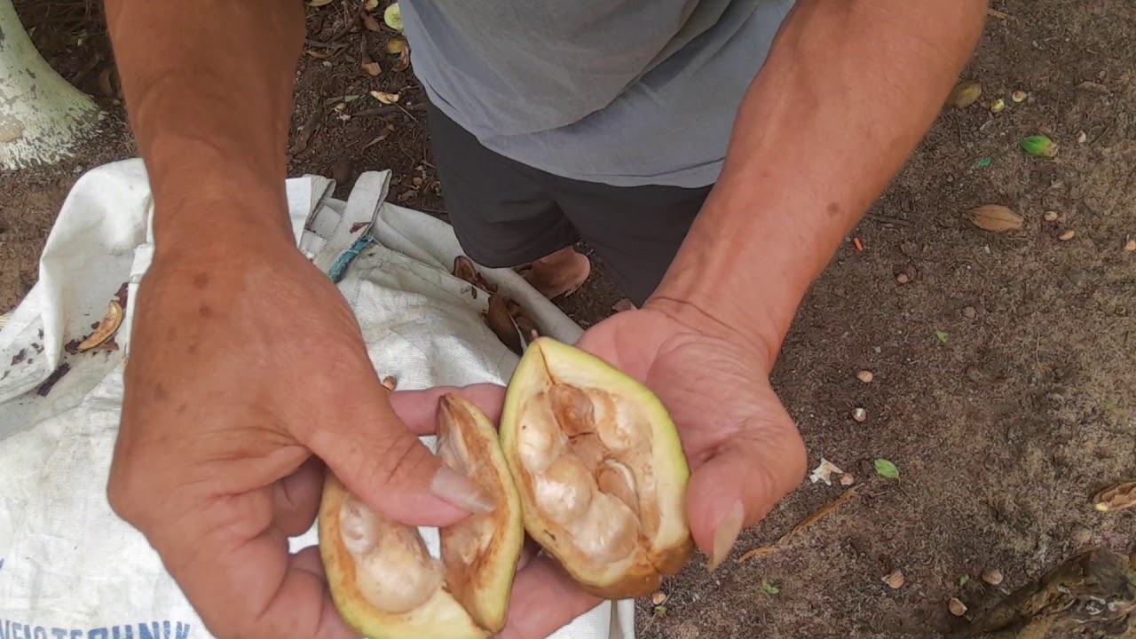 Castanha do Maranhão estourando