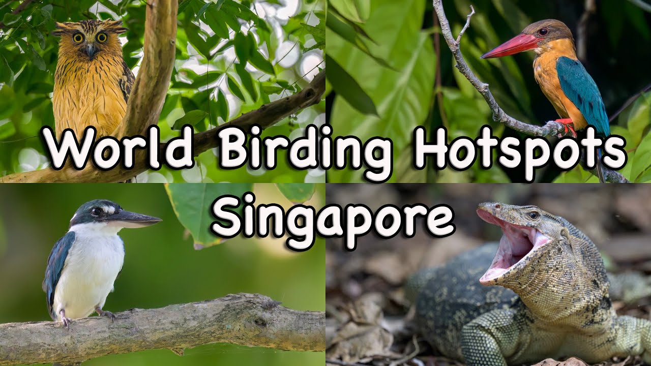 World Birding Hotspots - Singapore