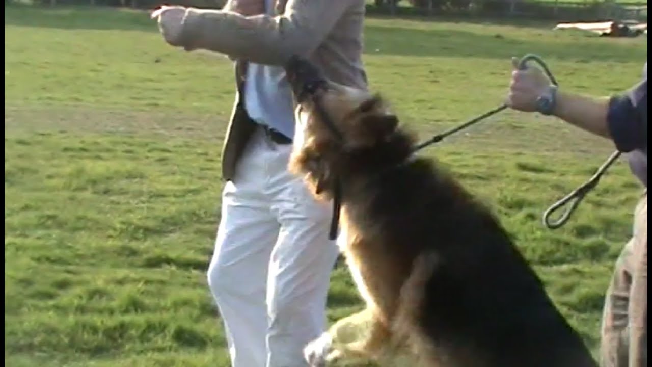 Dr Roger Mugford - The truth about dog muzzles