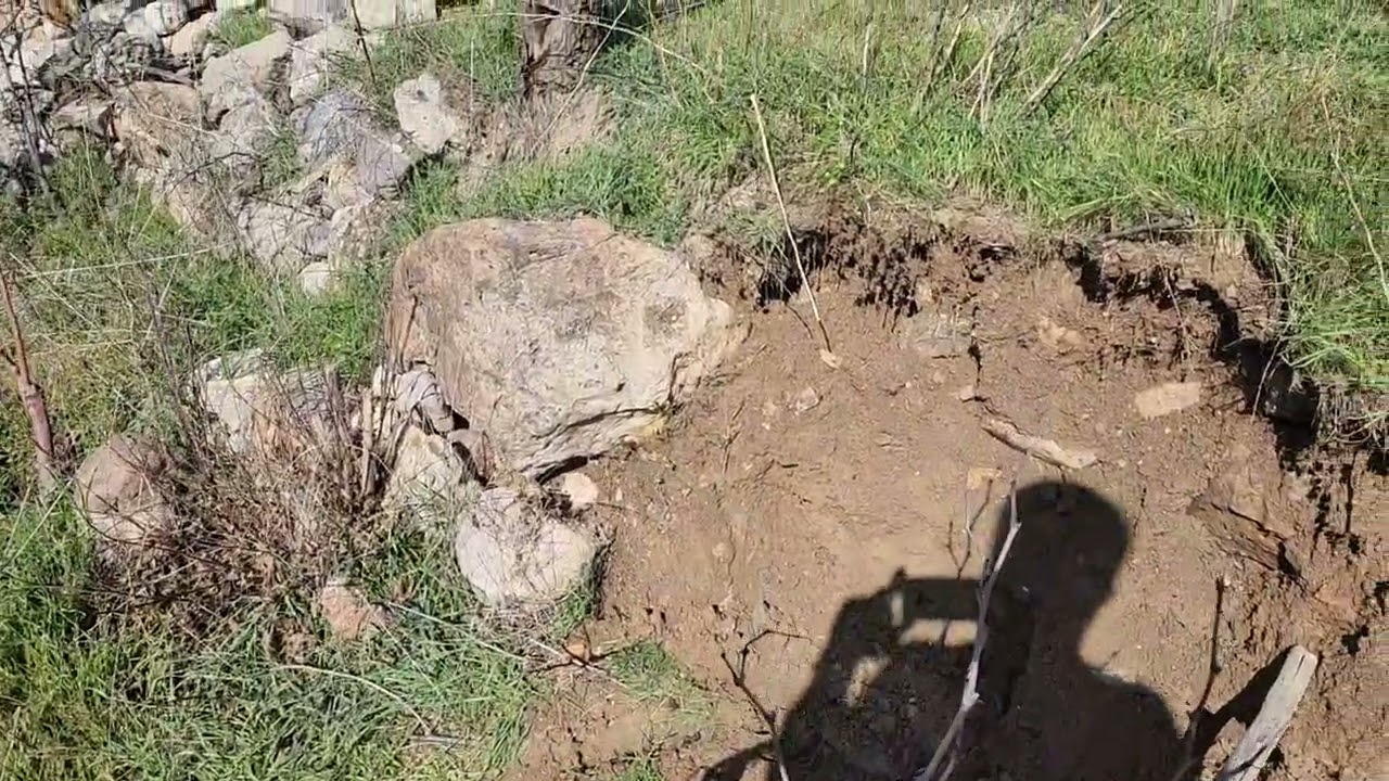 Hindi çiftliği başlangıcı