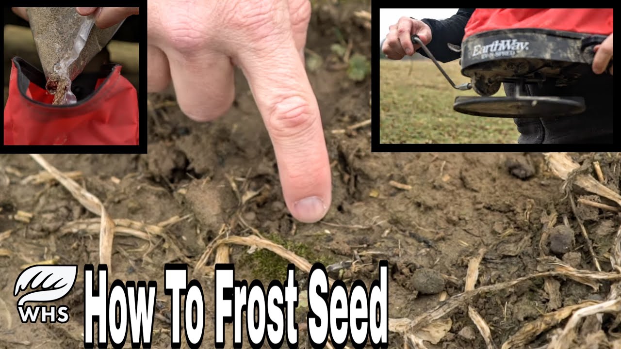 How To Frost Seed Food Plots And Switchgrass
