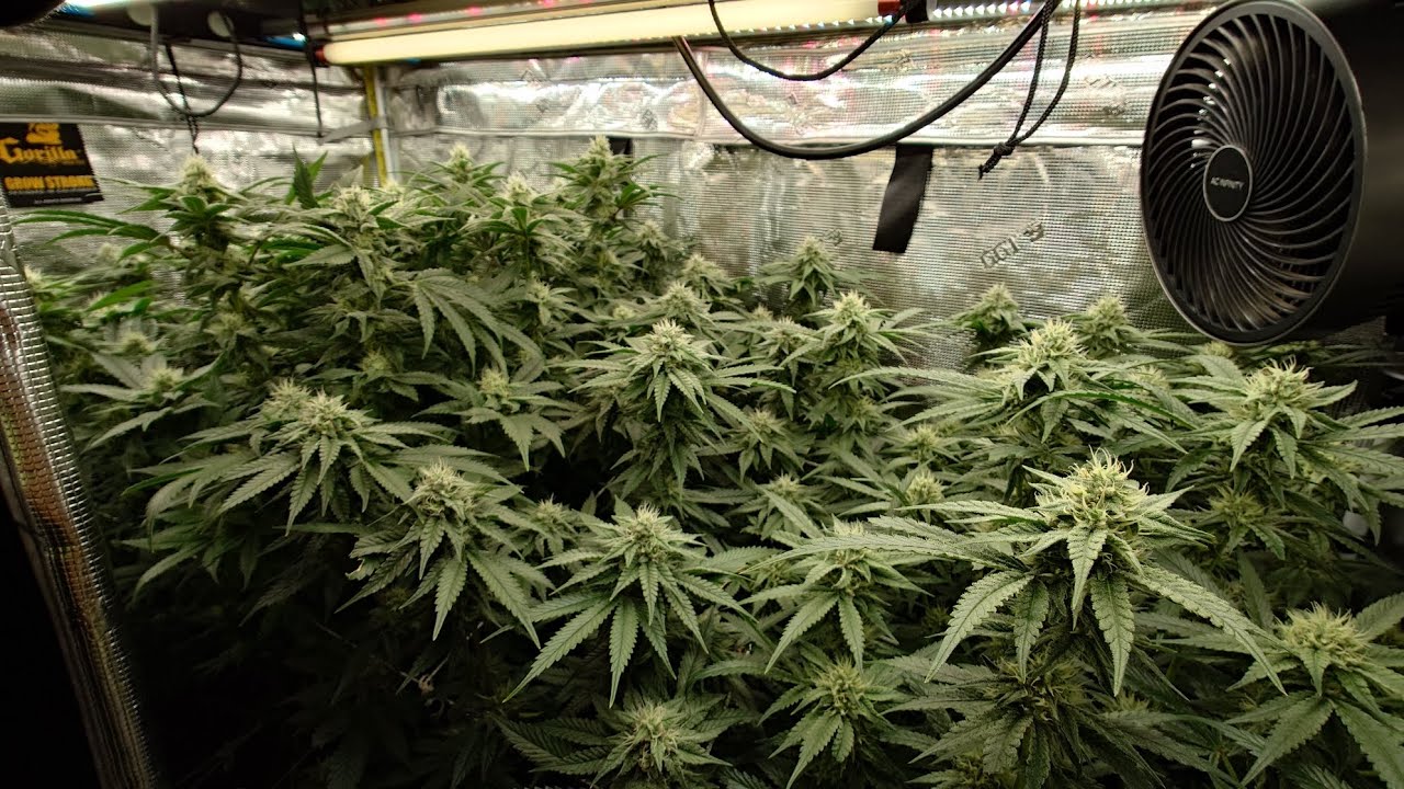 growing medicine in no till living soil on its 24th cycle.
