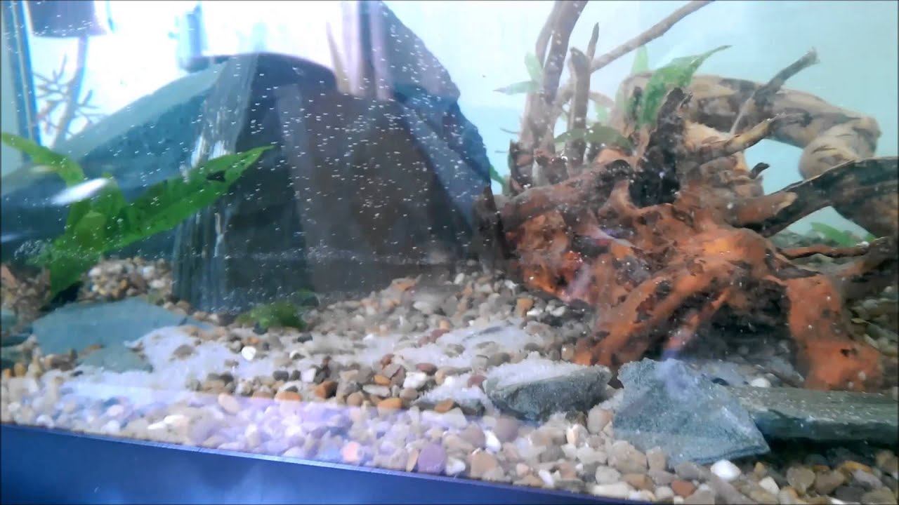 A Beginners Guide #4 :The Final Aquascape, New Blue Ram Cichlid, Happy Tetra [SeaKitty]