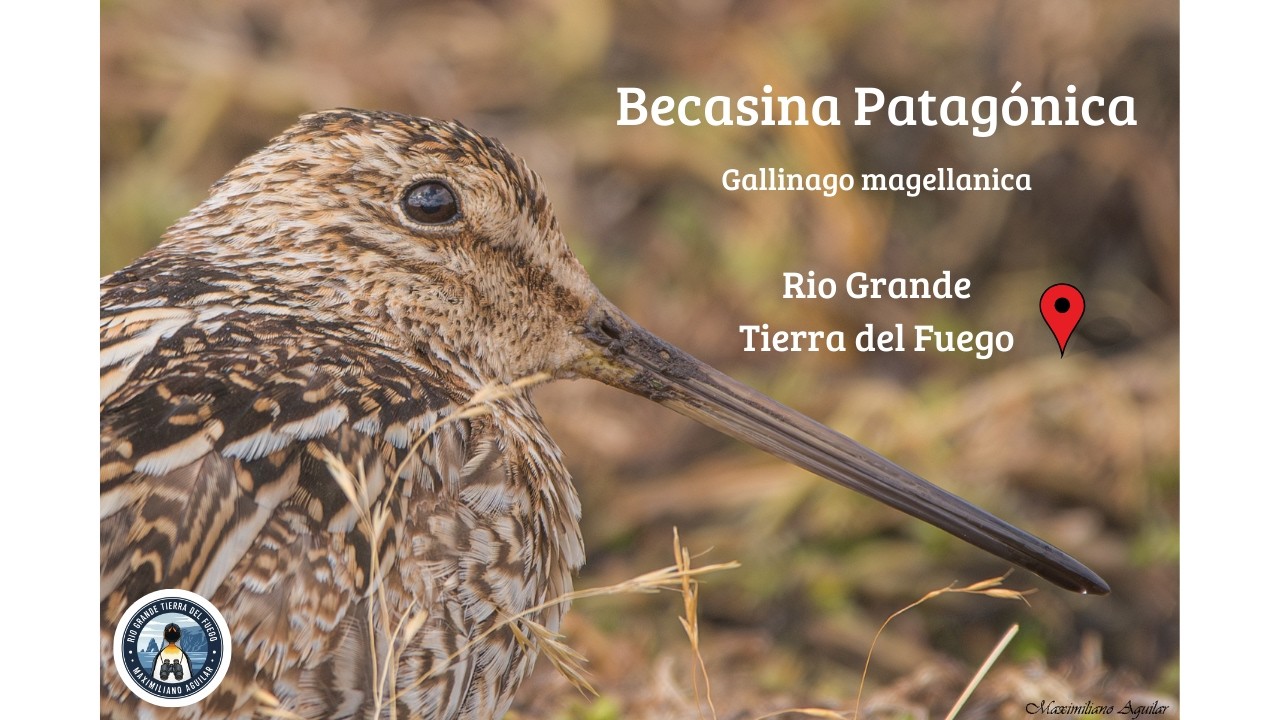 Becasina Patagónica, Aves de Tierra del Fuego