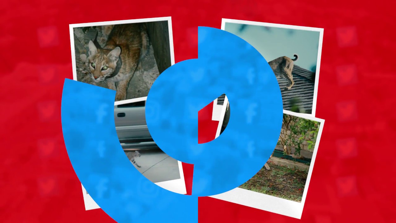 #AskPlano -  What to Do if You See a Bobcat
