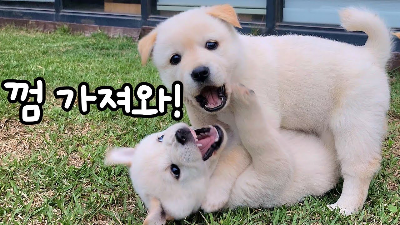 내가 지금 분유 먹을 짬으로 보입니까?