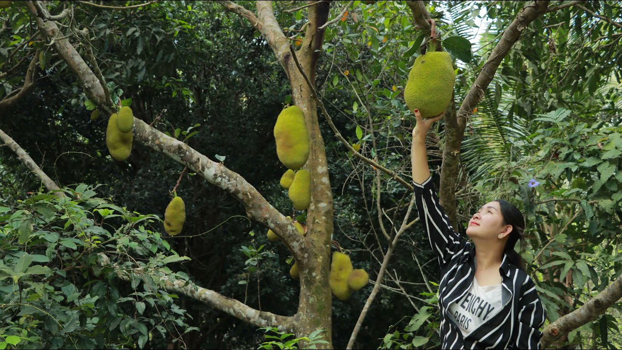 Pick Jack Fruit On The Mountain Farm For Cooking Squid | Sros Yummy Cooking Vlogs