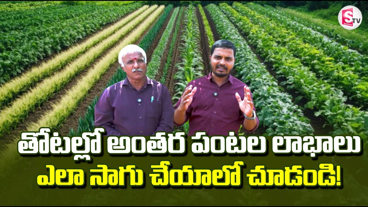Intercropping : Types | Benefits | Inter crop guide for major crops | Farming Tips | SumanTV Sai