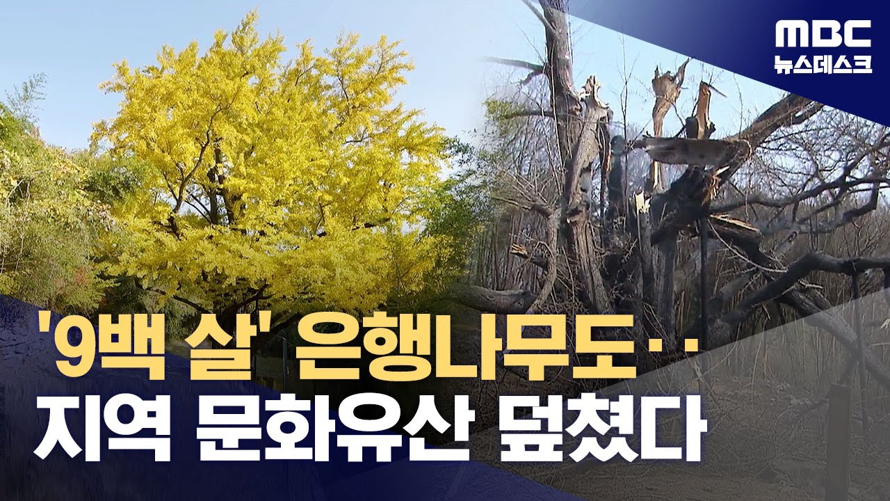 900살 은행나무 잿더미로‥국가유산도 화마 피해 (2025.03.24/뉴스데스크/MBC)