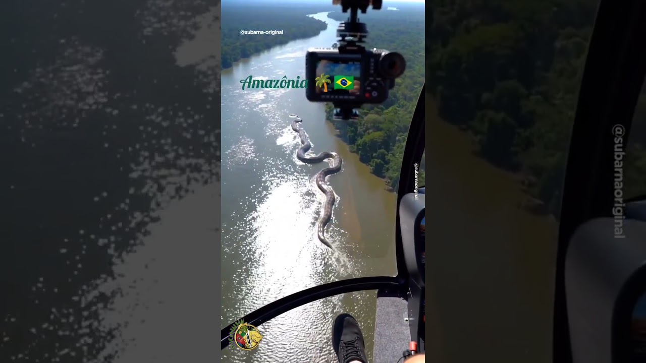 Uma #Anaconda 🐍 ( #sucuri ) gigantesca &eacute; filmada no #rioamazonas na #amazonia #brasil