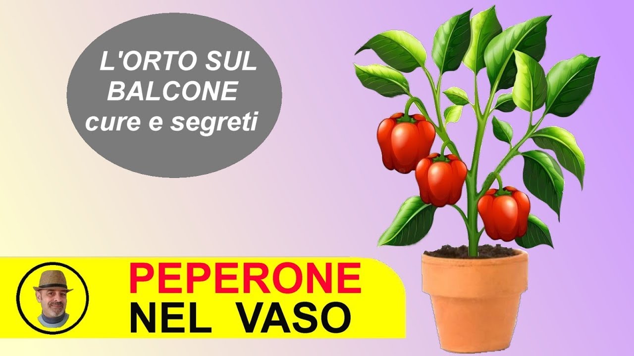 PEPERONE IN VASO SUL BALCONE come coltivarlo e le cure