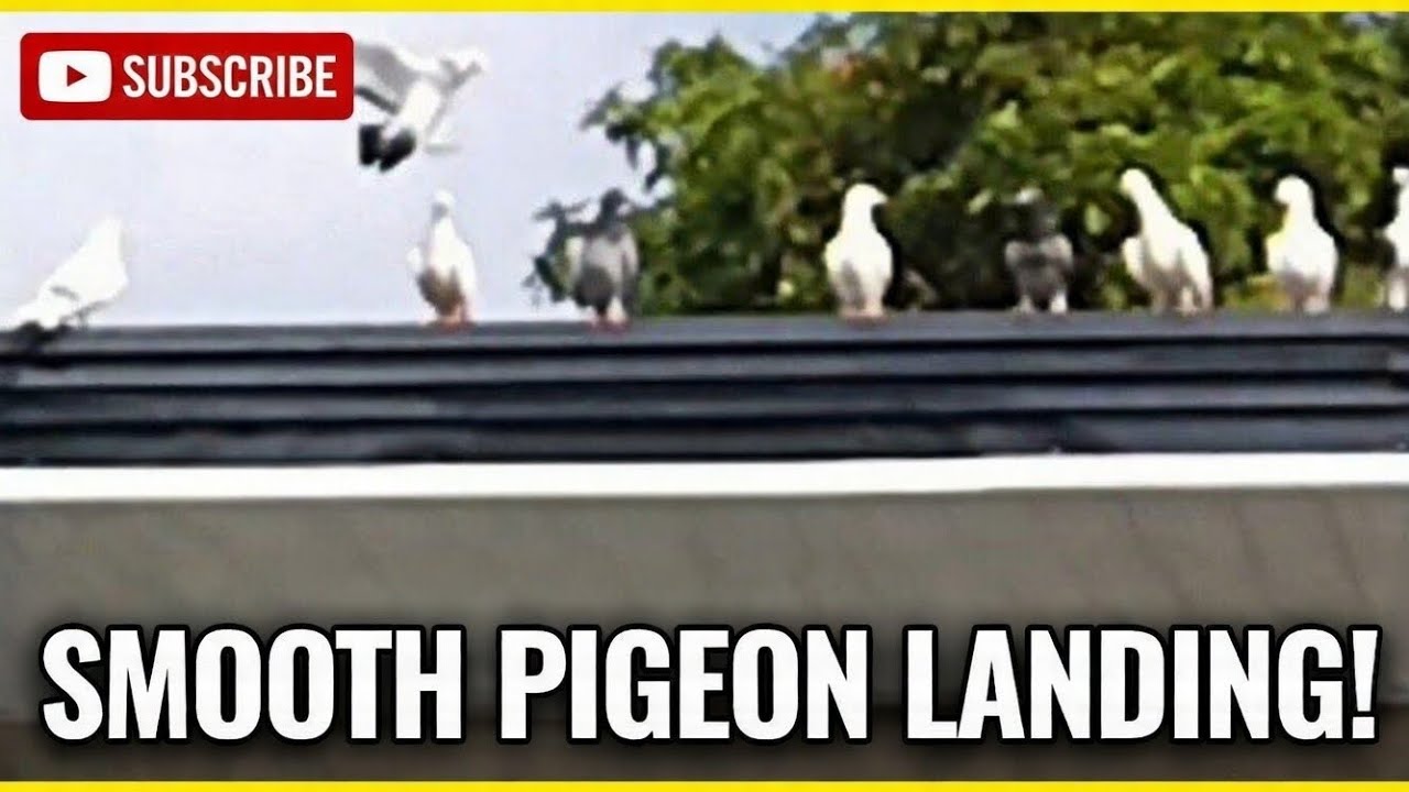 Graceful Pigeon Perfectly Lands With His Whole Squad on the Rooftop! | Simple Loft Vlog