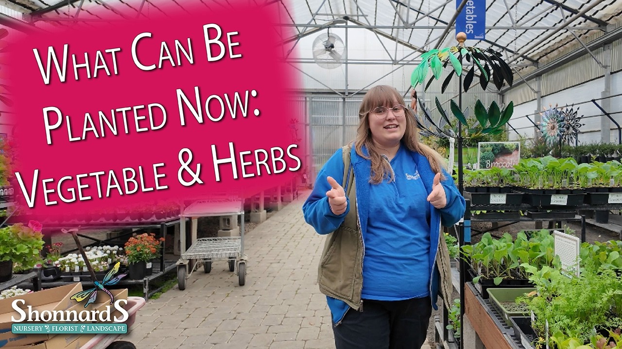 What Vegetable & Herbs Can be Planted in Early Spring