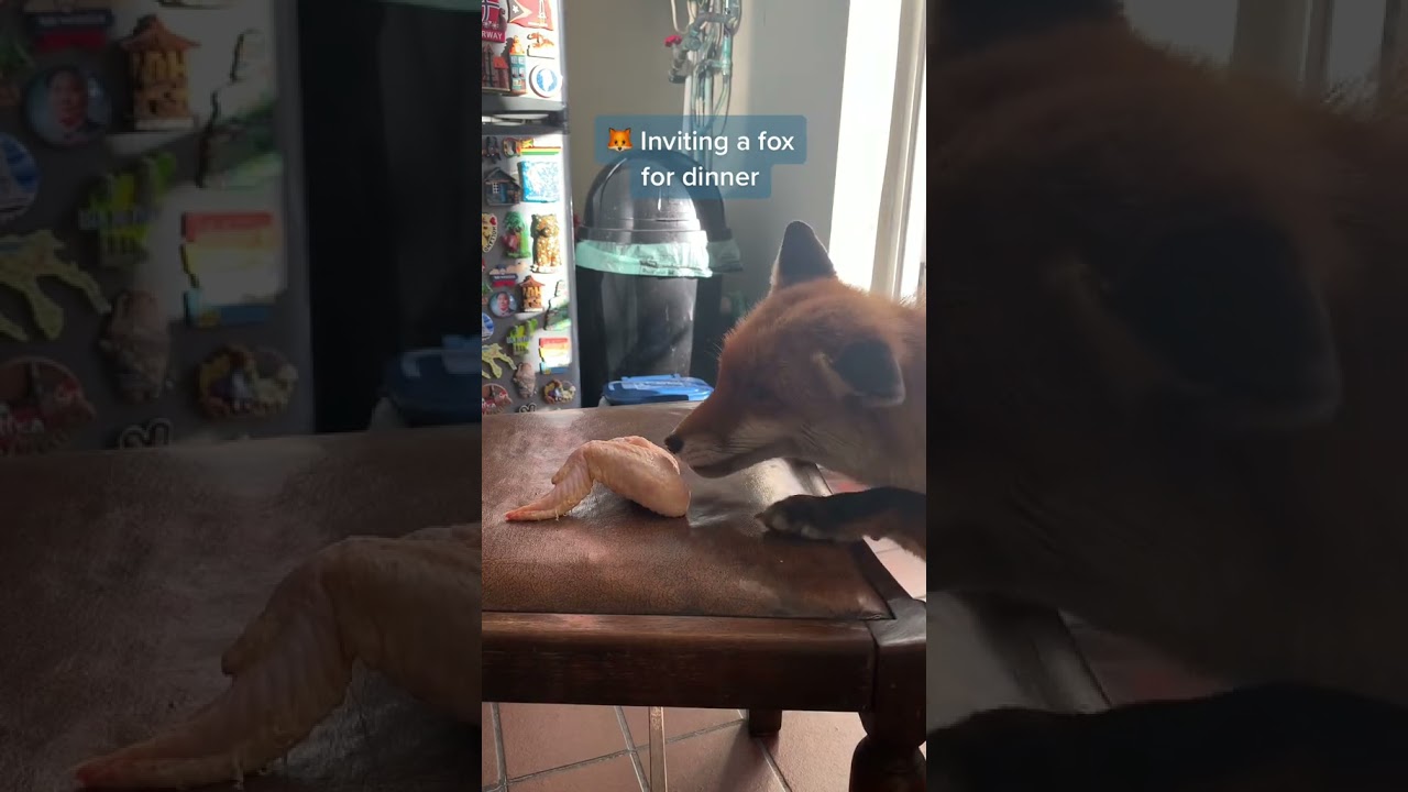 invite the fox to enjoy the meal #shorts #foxfamily #pets #fox