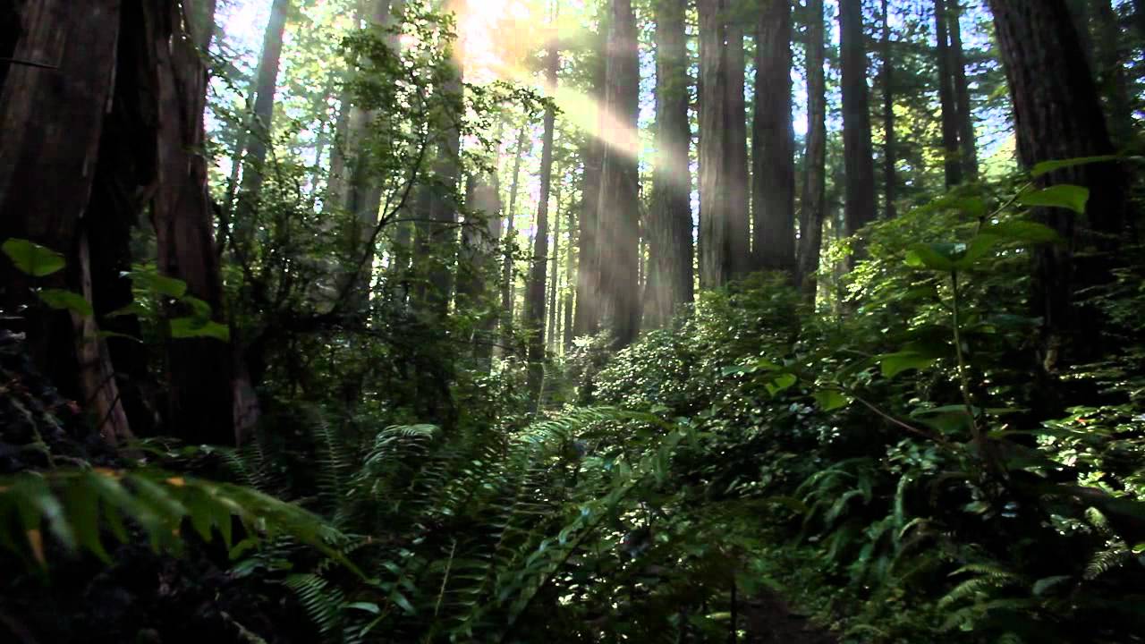 Chillstep Dubstep Forest Mix