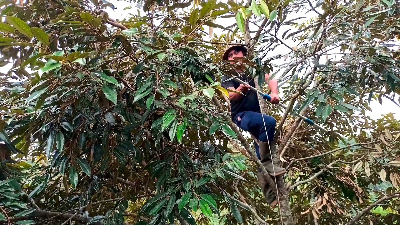 CARA PRUNING DURIAN MUSANGKING UMUR 5 THUN DLAM WKT 3 MINGU SUDAH KLUAR BUNGA. Part:1