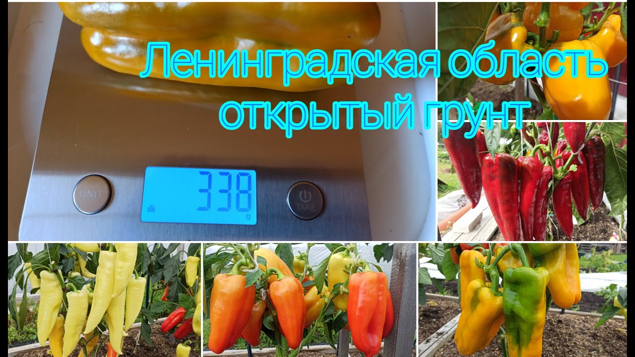 Самые урожайные перцы открытого грунта сезона 2022 г. в Ленинградской области.