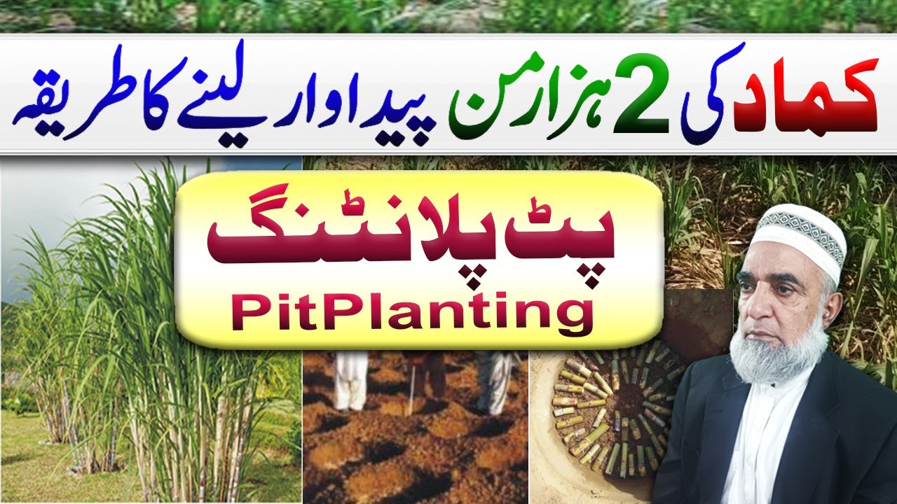 Pit planting method of sugarcane to achieve maximum yield || Crop Reformer