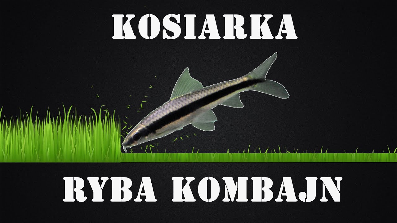 KOSIARKA - ryba kombajn / nazwa / popularność / dywagacje