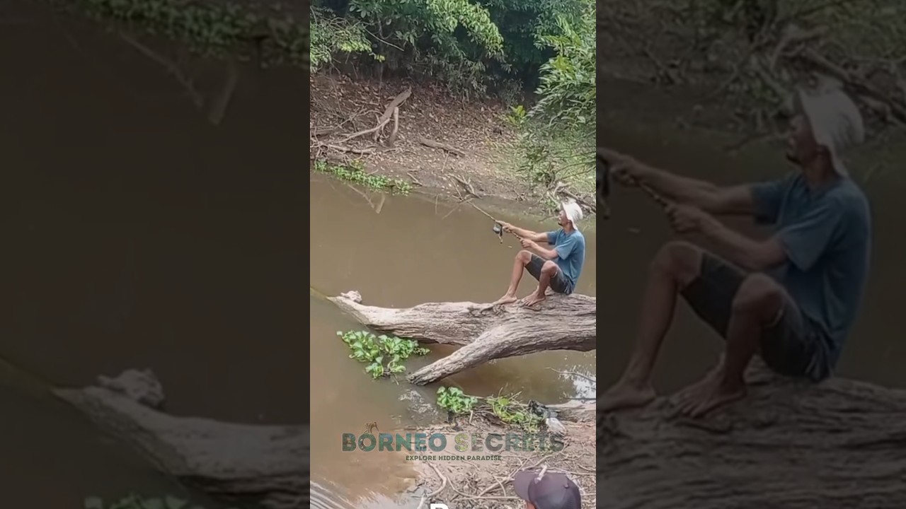 Nekad Mancing Di Kolam buaya #shrots #buaya #predator #mancing