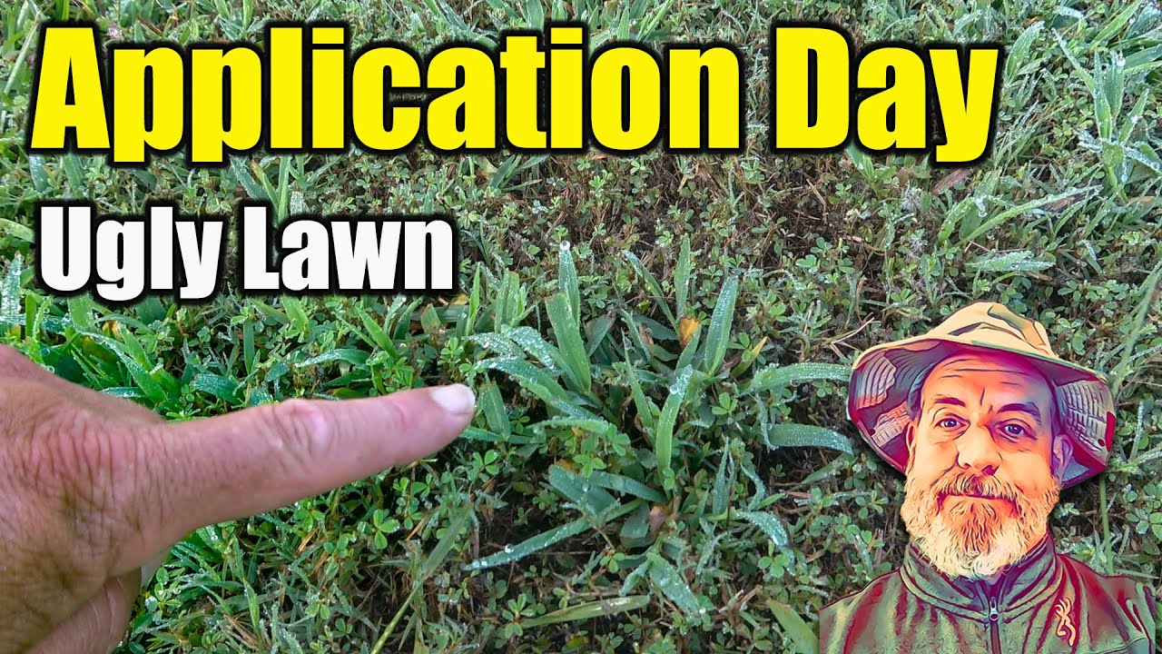 Killing Lawn Weeds in an Ugly Bermuda Lawn - Part Two