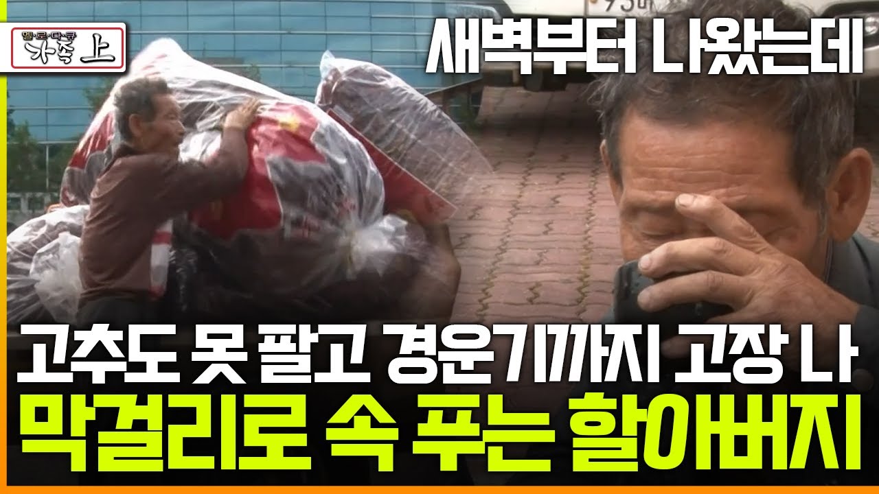 [멜로다큐 '가족' 396회 上] 새벽부터 나왔는데 고추도 못 팔고 경운기까지 고장 나 막걸리로 속 푸는 73살 할아버지