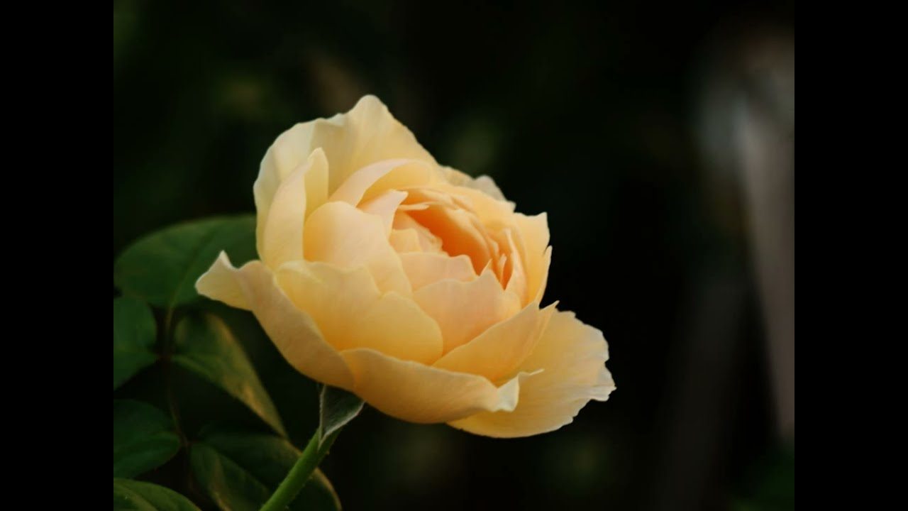 クナウの花（昭和３４年）大津美子