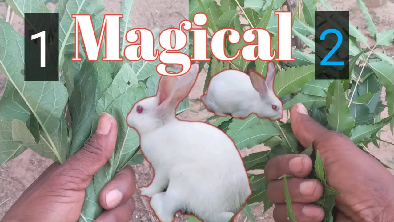 2 grasses for rabbits