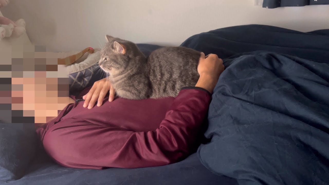 猫は飼い主を起こしに来るのか、朝の様子に密着した結果...