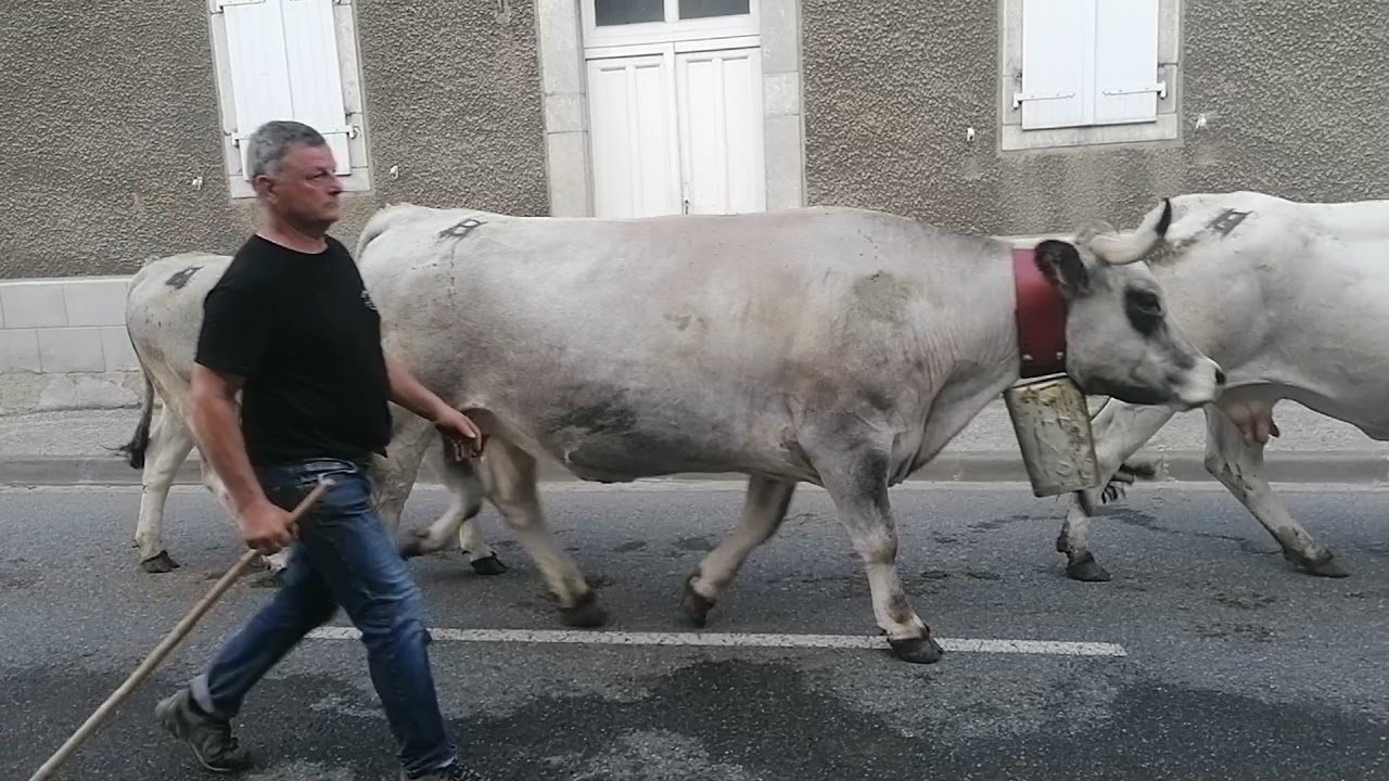 Transhumance 2021 vallée d'Ossau Laruns